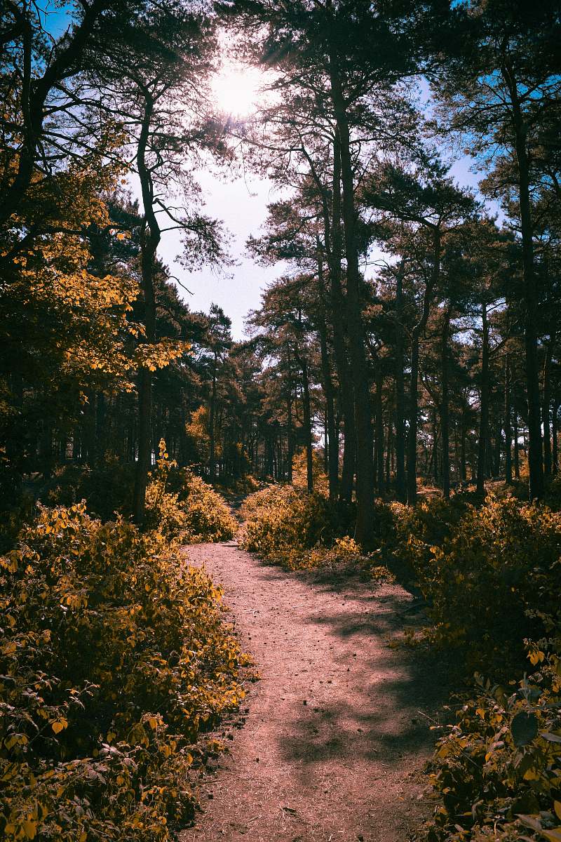 gravel footpath between plants on forest at daytime road